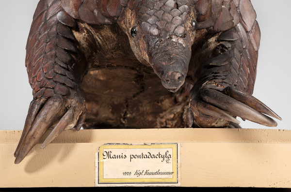 Mounted taxidermy specimen of a Chinese pangolin (Manis pentadactyla, ZMB Mam 1929). Foto: Carola Radke (MfN)