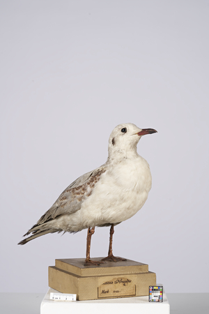 ZMB Aves 13483 Larus ridibundus